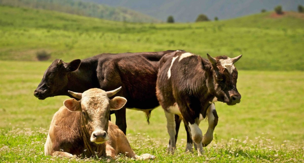 Оператор по искусственному осеменению животных и птицы