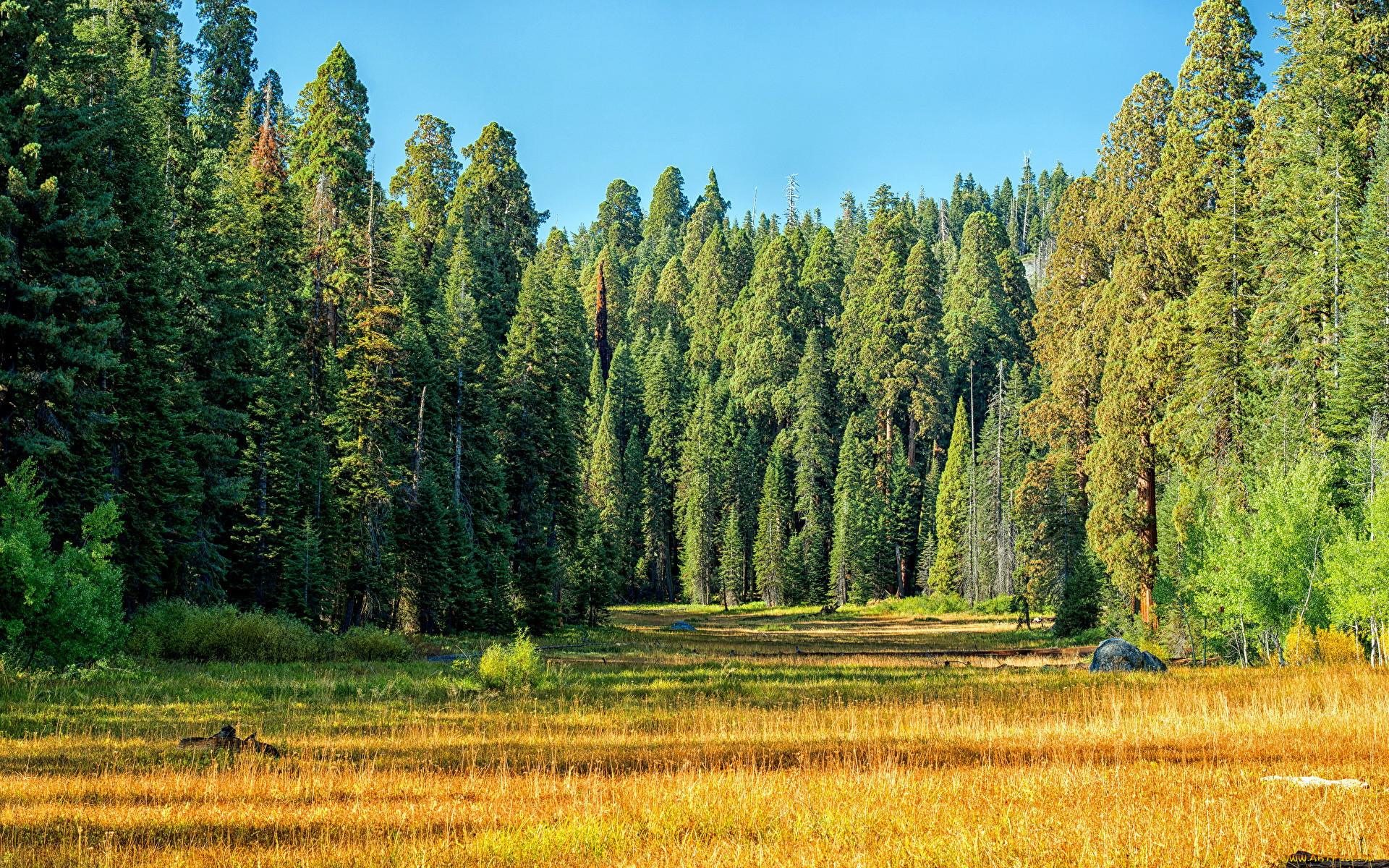 Лесное и лесопарковое хозяйство